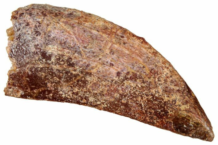 Bargain, Carcharodontosaurus Tooth - Real Dinosaur Tooth #322045
